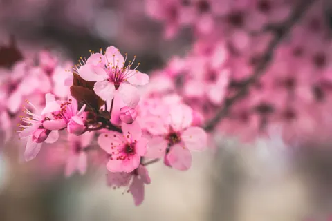 Cherry Blossom 4K Wallpaper · nature · 3840×2560