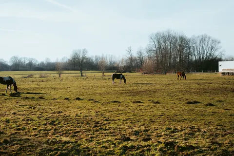 Horse 4K Wallpaper · animals · 3840×2563