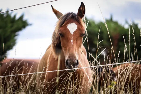 Fondo de pantalla Caballo 4K · animals · 3840×2560