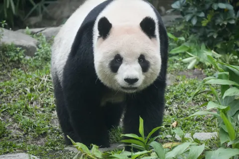 Sfondo Panda 4K · animals · 3840×2560