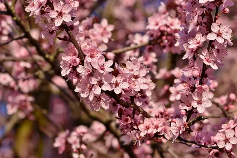 樱花 4K壁纸 · nature · 3840×2560