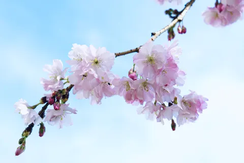 Fond d'écran Fleur de cerisier 4K · nature · 3840×2561