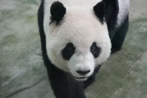 Sfondo Panda 4K · animals · 3840×2560