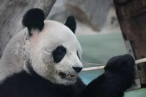 Sfondo Panda 4K · animals · 3840×2560