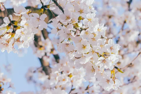 خلفية أزهار الكرز بدقة 4K · nature · 3840×2560