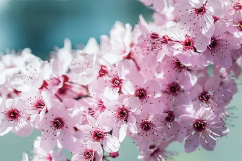 Fond d'écran Fleur de cerisier 4K · nature · 3840×2561