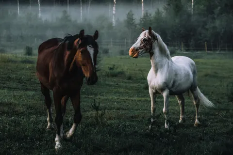 Horse 4K Wallpaper · animals · 3840×2560