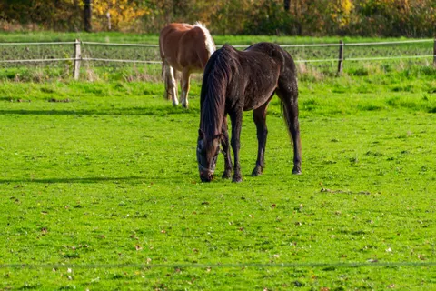 Horse 4K Wallpaper · animals · 3840×2560
