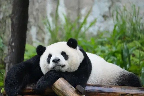 Sfondo Panda 4K · animals · 3840×2560