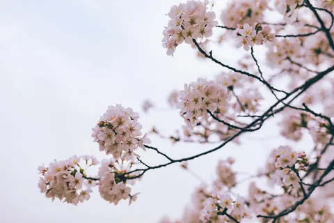 Fondo de pantalla Flor de Cerezo 4K · nature · 3840×2560