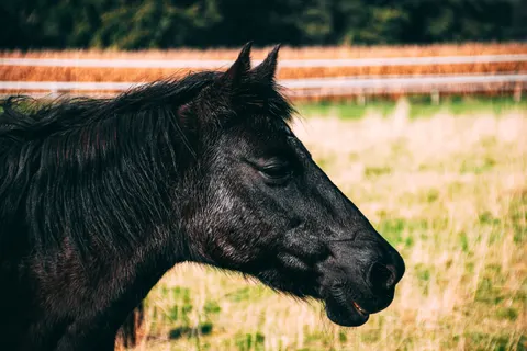 Horse 4K Wallpaper · animals · 3840×2560