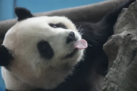 Обои Панда 4K · animals · 3840×2560