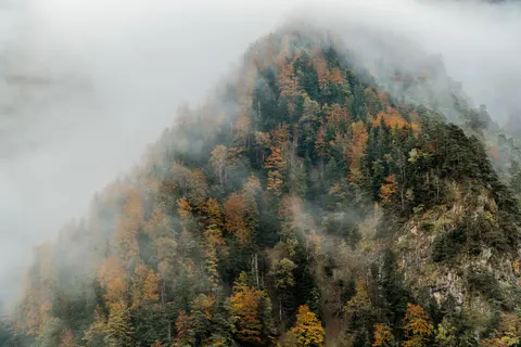 Misty Woods 4K Wallpaper · minimal · 3840×2560
