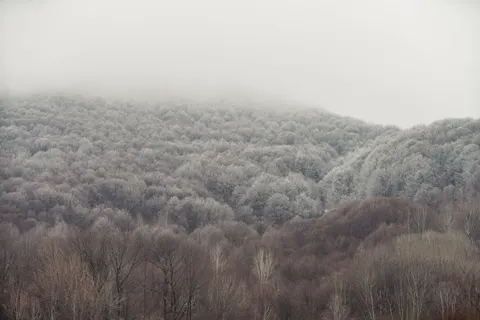 Misty Woods 4K Wallpaper · minimal · 3840×2561