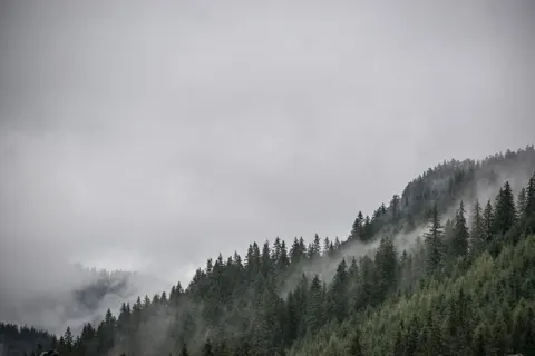 Misty Woods 4K Wallpaper · minimal · 3840×2560