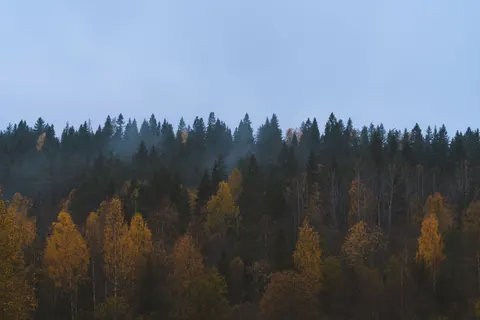 Misty Woods 4K Wallpaper · minimal · 3840×2561