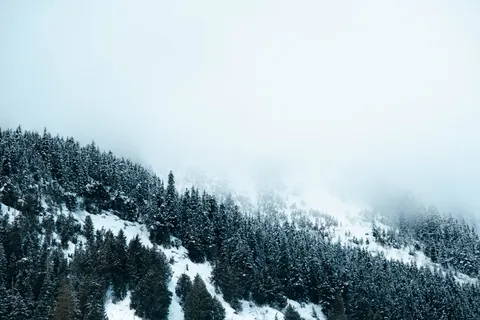 Misty Woods 4K Wallpaper · minimal · 3840×2560