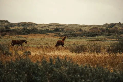 Horse 4K Wallpaper · animals · 3840×2560