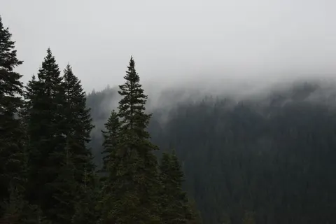 Misty Woods 4K Wallpaper · minimal · 3840×2560
