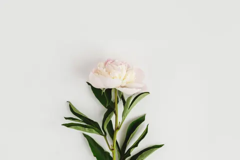 Peony 4K Wallpaper · flowers · 3840×2563