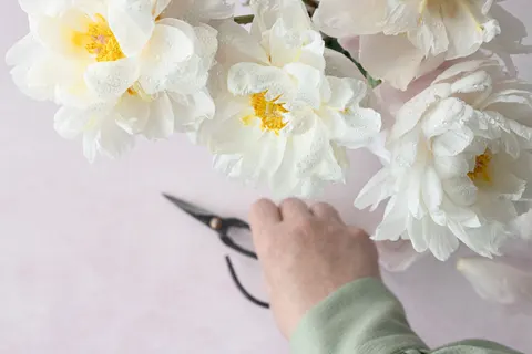 Peony 4K Wallpaper · flowers · 3840×2560