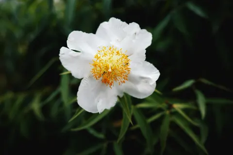 Peony 4K Wallpaper · flowers · 3840×2560