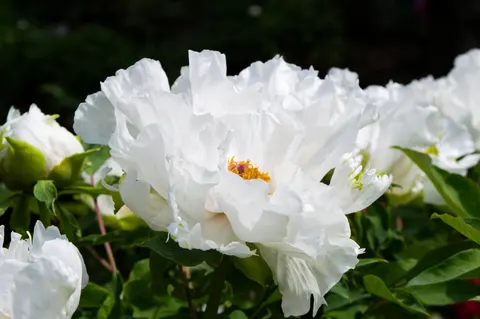Peony 4K Wallpaper · flowers · 3840×2553