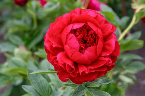 Peony 4K Wallpaper · flowers · 3840×2560