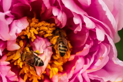 Şakayık 4K Duvar Kağıdı · flowers · 3840×2560
