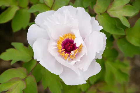 Peony 4K Wallpaper · flowers · 3840×2560