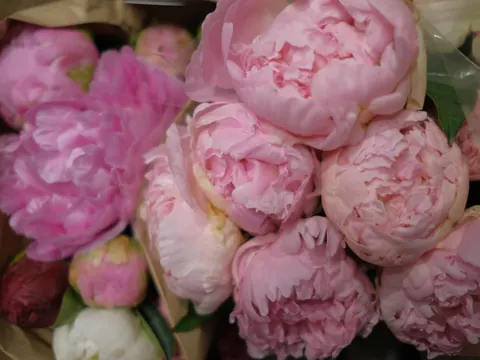 Peony 4K Wallpaper · flowers · 3840×2882