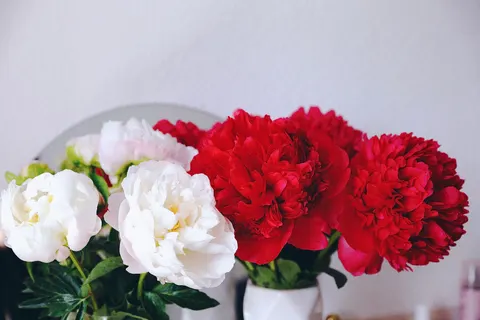 Peony 4K Wallpaper · flowers · 3840×2560