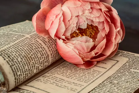Peony 4K Wallpaper · flowers · 3840×2561
