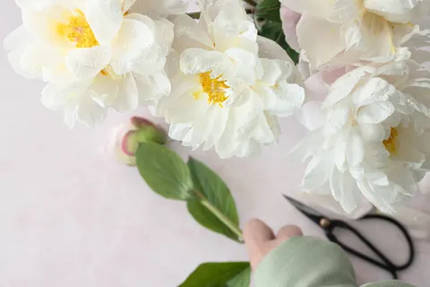 Peony 4K Wallpaper · flowers · 3840×2560