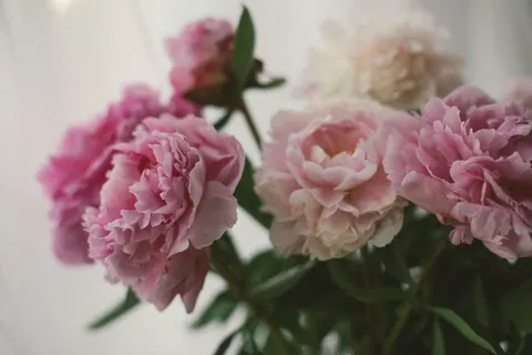 Peony 4K Wallpaper · flowers · 3840×2560