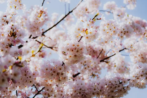Fond d'écran Fleur de cerisier 4K · nature · 3840×2560