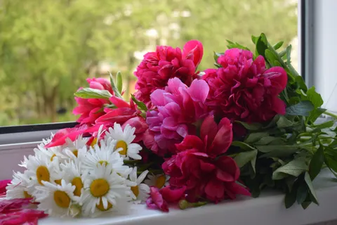 Peony 4K Wallpaper · flowers · 3840×2560