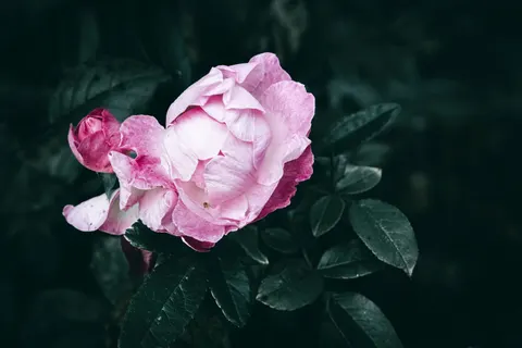 Peony 4K Wallpaper · flowers · 3840×2560