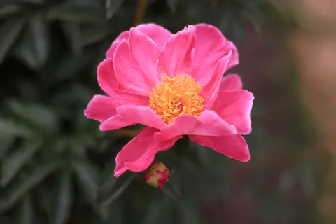 पियोनी 4K वॉलपेपर · flowers · 3840×2561