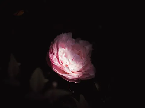 Peony 4K Wallpaper · flowers · 3840×2880
