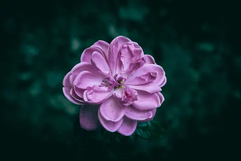 모란 4K 배경화면 · flowers · 3840×2560