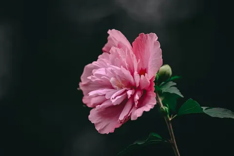 Peony 4K Wallpaper · flowers · 3840×2560