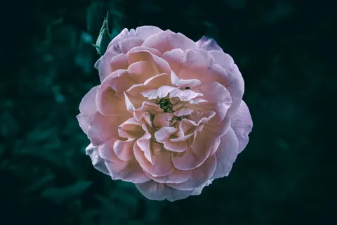 Peony 4K Wallpaper · flowers · 3840×2560