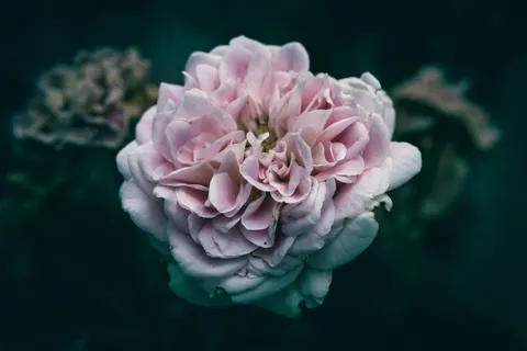 والپیپر گل صدتومانی با کیفیت 4K · flowers · 3840×2560