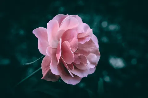 Peony 4K Wallpaper · flowers · 3840×2560