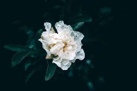 Peony 4K Wallpaper · flowers · 3840×2560