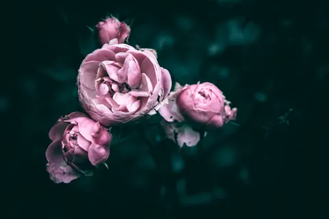 Peony 4K Wallpaper · flowers · 3840×2560