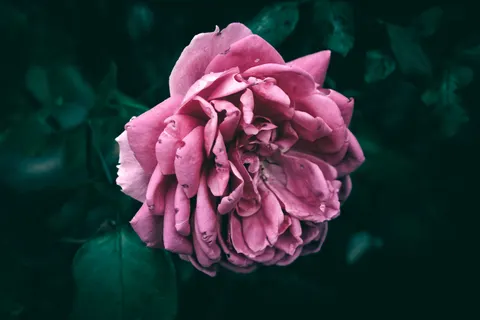 Peony 4K Wallpaper · flowers · 3840×2560