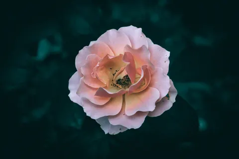 पियोनी 4K वॉलपेपर · flowers · 3840×2560