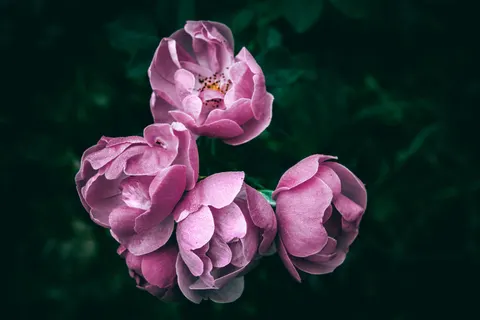 Peony 4K Wallpaper · flowers · 3840×2560